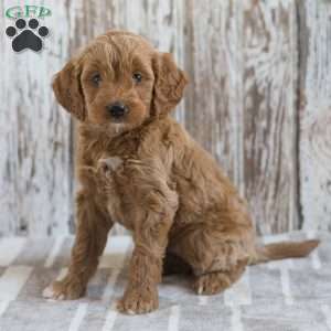 Jerusha, Mini Goldendoodle Puppy